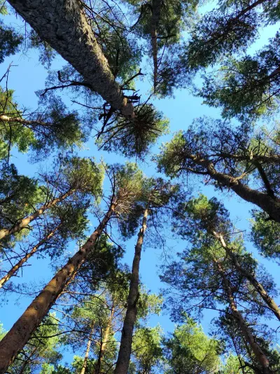 Looking straight up through tall pine trees to a clear blue sky
